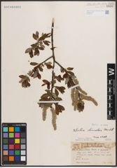 Foto von Salix discolor Muhl.